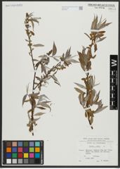 Foto von Salix alba L.
